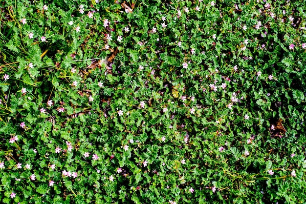 Full frame levendige groene en paarse violette bloemen