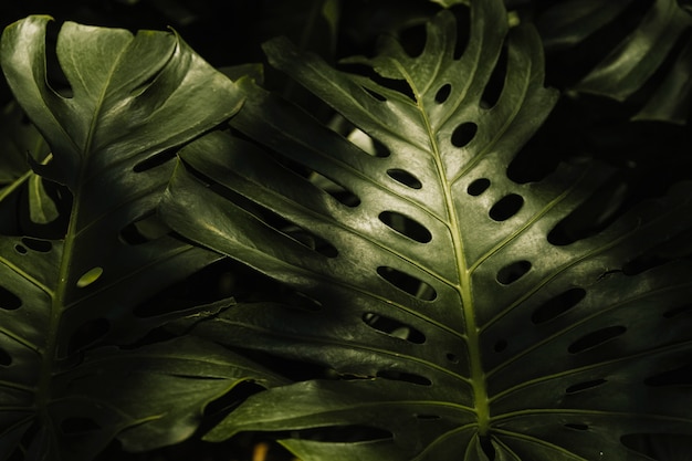 Full frame of monstera leaves