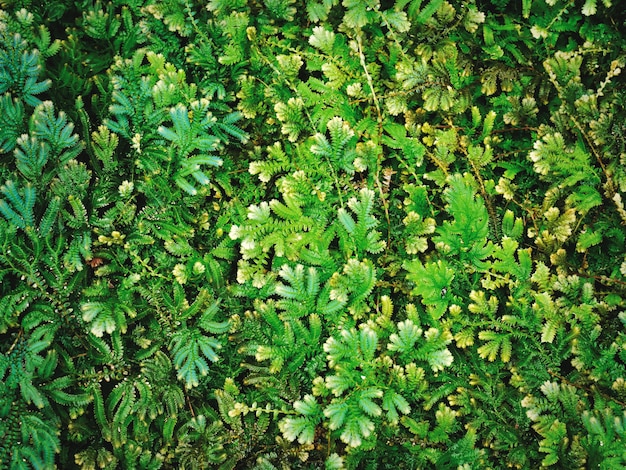 Full Frame Nature Background of Fresh Green Fern Plants