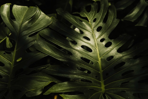 Фото Полная рамка листьев монстера