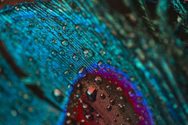 Фото Полный кадр из капель воды на разноцветном шлейфе павлина