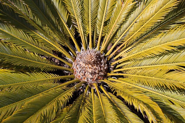 Foto piena di palme in una giornata di sole