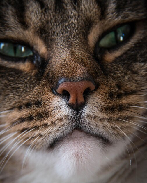 Photo full frame portrait of cat