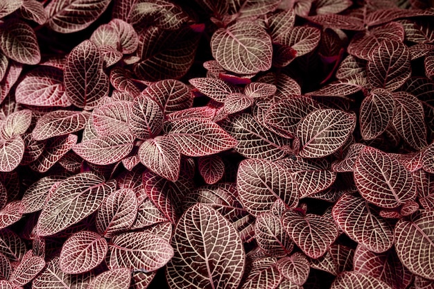 Full Frame of Purple Leaves Texture Background and tropical leaf