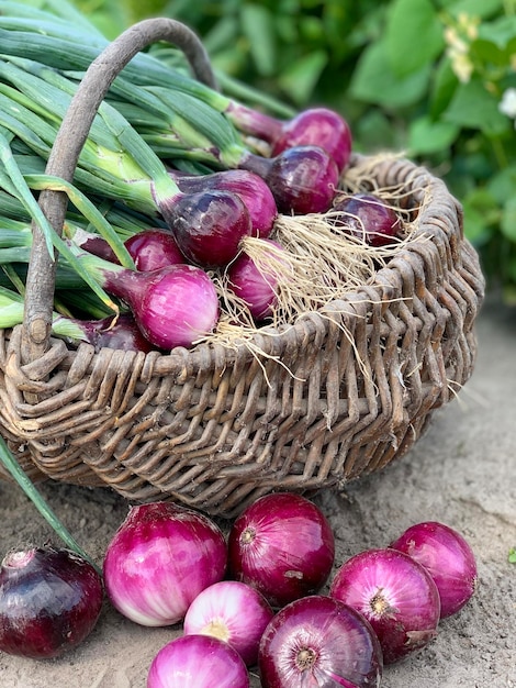 Photo full frame of purple onion. fresh purple onion.