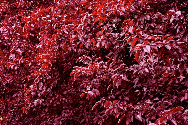 Foto frame pieno di foglie rosse sull'albero