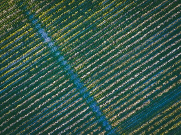 Photo full frame shot of agricultural field