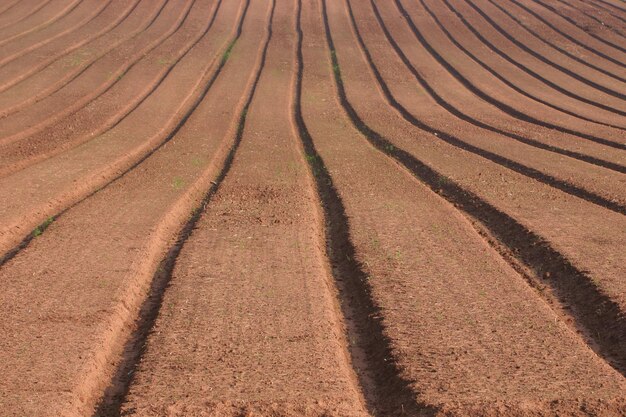 Foto fotografia completa di un campo agricolo