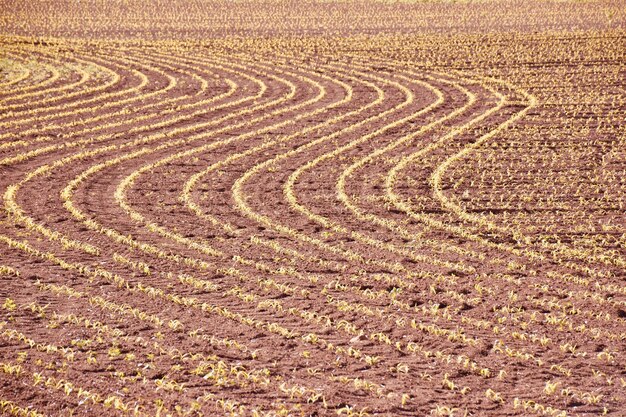 Foto fotografia completa di un campo agricolo