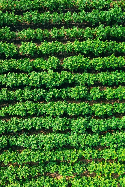 Foto fotografia completa di un campo agricolo