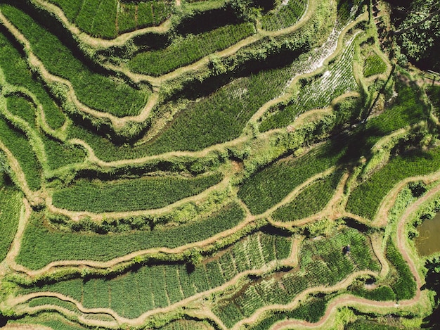 Foto fotografia completa di un campo agricolo