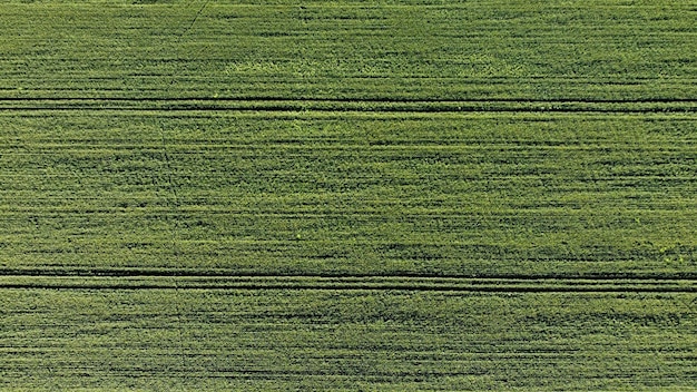 Foto fotografia completa di un campo agricolo