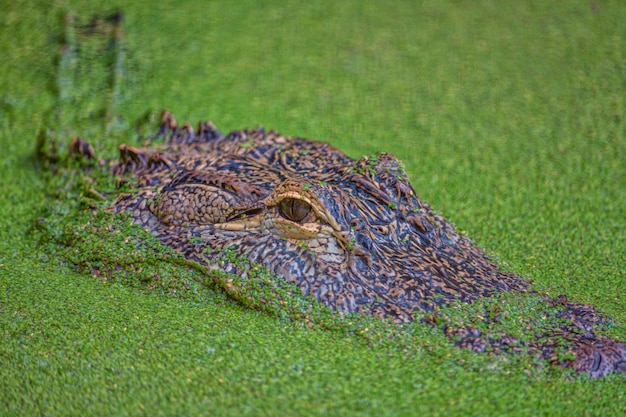 Foto una ripresa completa di un alligatore in un muschio verde