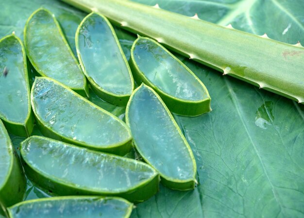 Foto fotografia completa dell'aloe vera