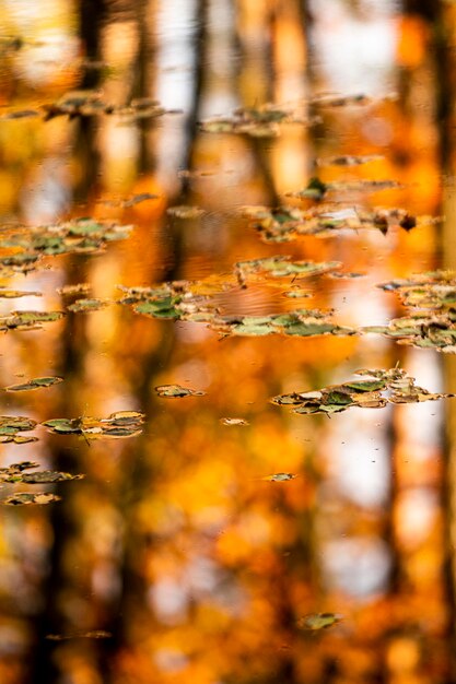 Photo full frame shot of autumn leaves in water