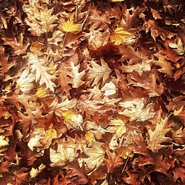 Photo full frame shot of autumn leaves