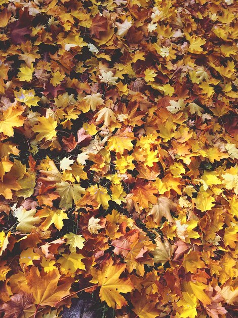 Photo full frame shot of autumn leaves