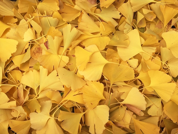 full frame shot of autumn leaves