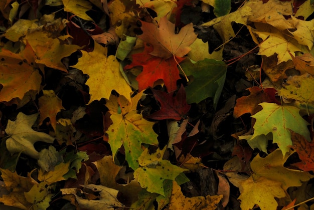 Photo full frame shot of autumn leaves