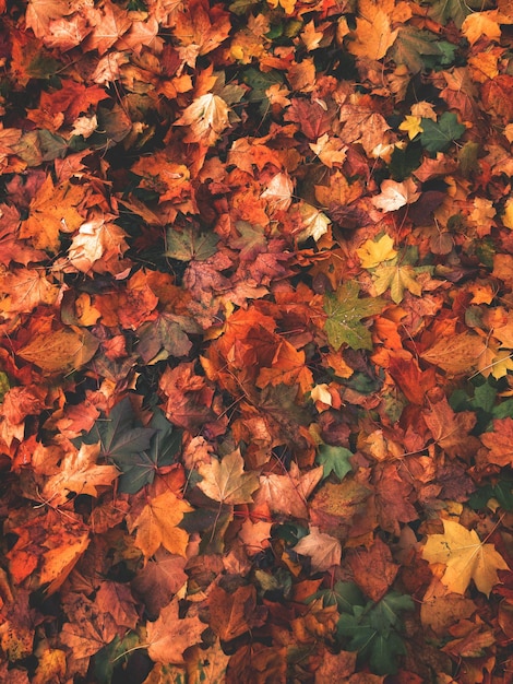 Photo full frame shot of autumn leaves