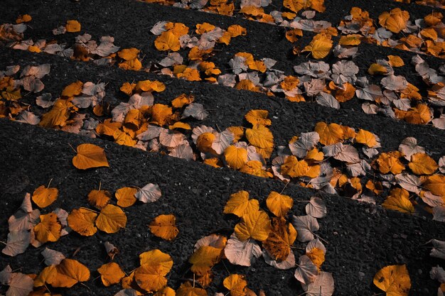 Photo full frame shot of autumn leaves