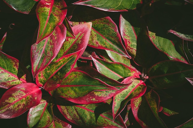 Full frame shot of autumn leaves