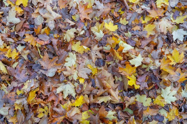 Full frame shot of autumn leaves