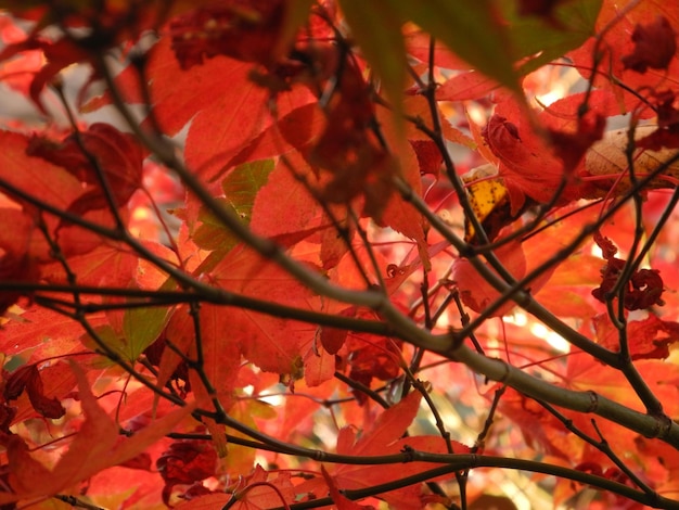 Full frame shot of autumn tree