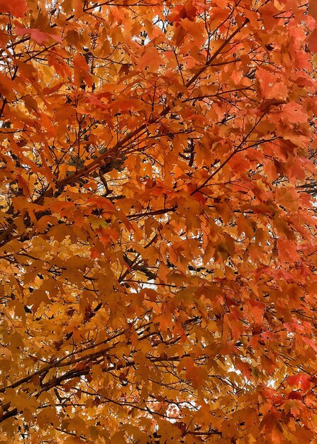 Photo full frame shot of autumn tree