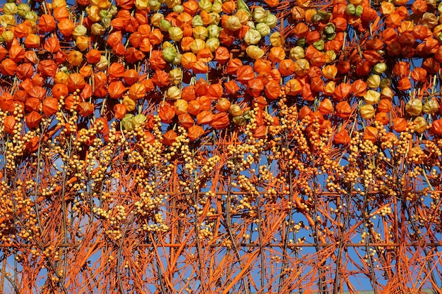 Photo full frame shot of autumn tree