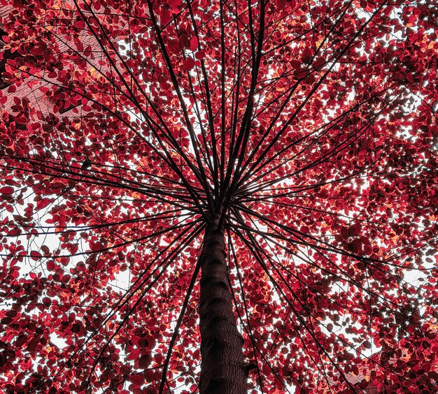 Photo full frame shot of autumn tree