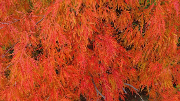 Photo full frame shot of autumn tree