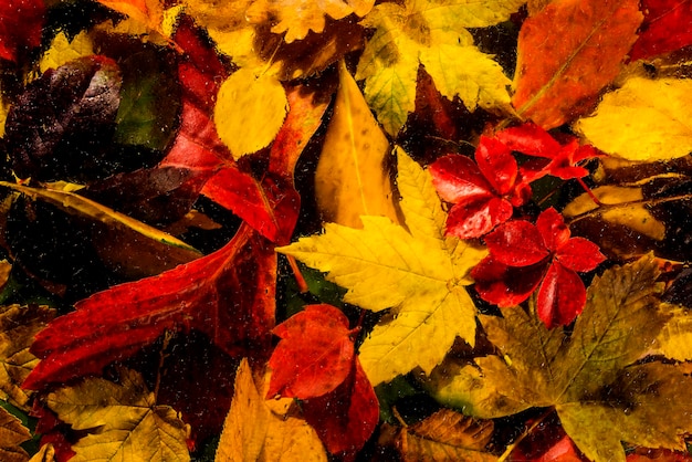 Full frame shot of autumnal leaves