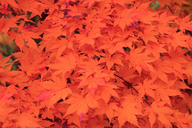 Photo full frame shot of autumnal leaves