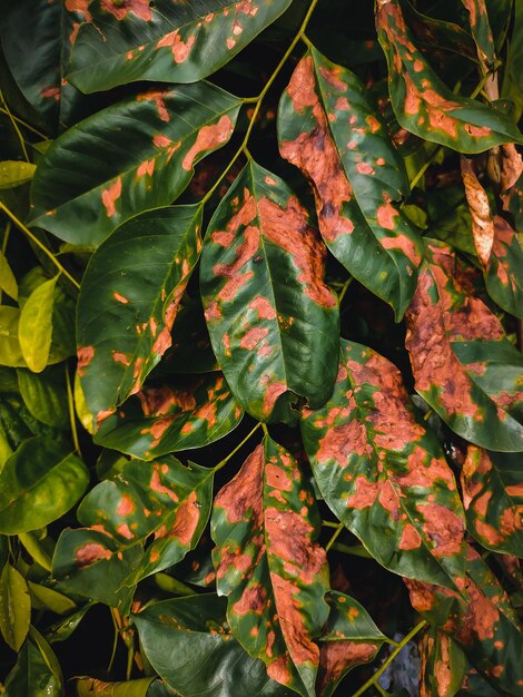 Photo full frame shot of autumnal leaves