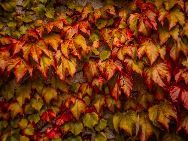 Photo full frame shot of autumnal leaves