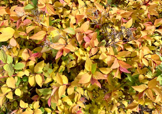 Full frame shot of autumnal leaves