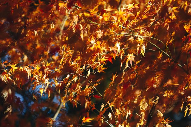 Full frame shot of autumnal trees