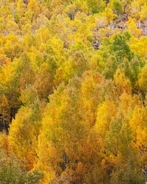 Full frame shot of autumnal trees