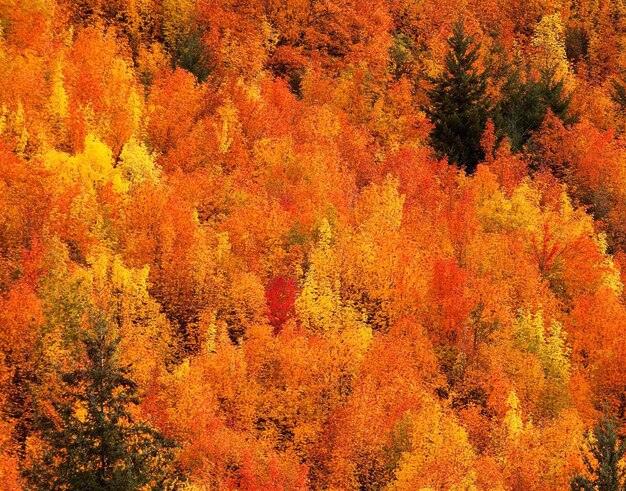 Full frame shot of autumnal trees