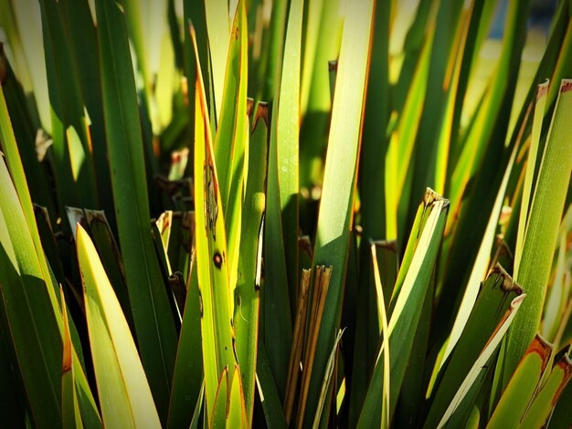 Photo full frame shot of bamboo on field