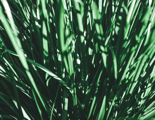 Full frame shot of bamboo on grass