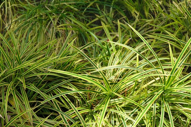 Full frame shot of bamboo plants on field