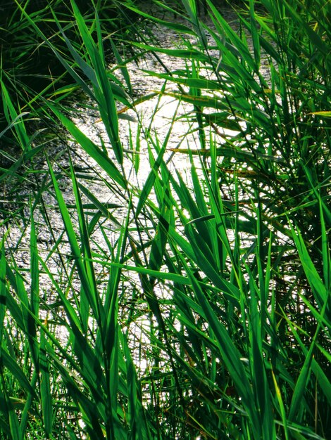 Full frame shot of bamboo plants on field