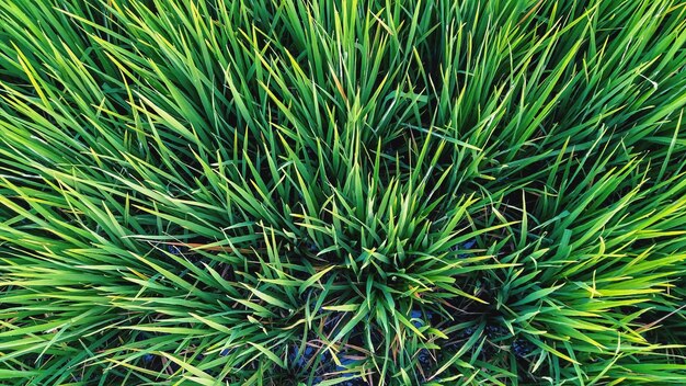 Full frame shot of bamboo plants on field