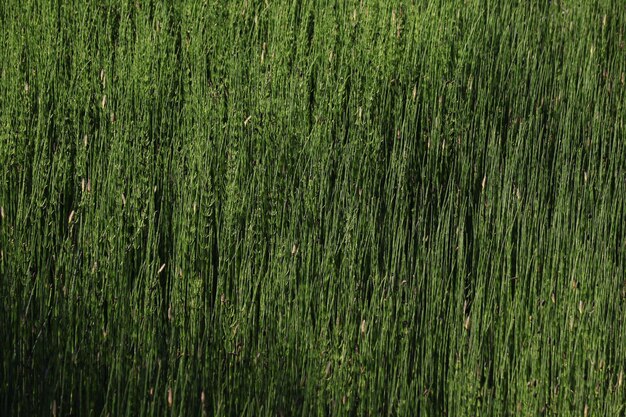 Full frame shot of bamboo plants