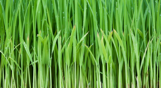 Full frame shot of bamboo plants