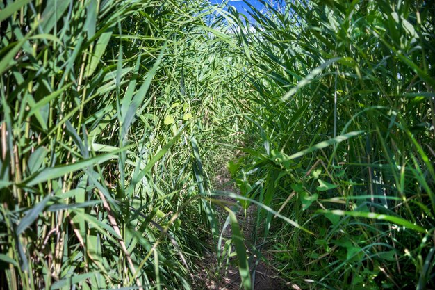 Photo full frame shot of bamboo plants