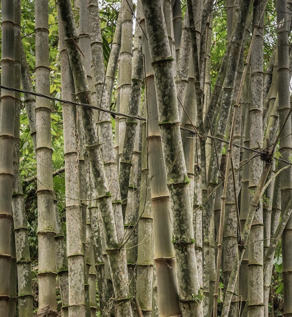 Foto fotografia completa degli alberi di bambù nella foresta