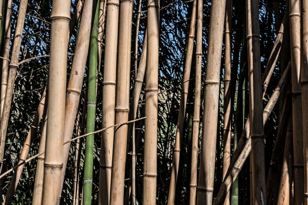 Full frame shot of bamboo trees in forest